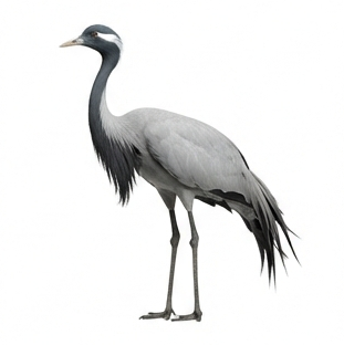 Crane
