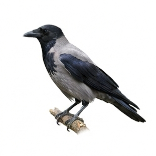 Crow
