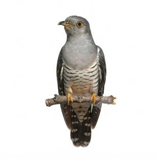 Cuckoo