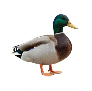 Duck