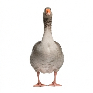 Goose