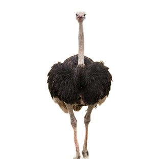 Ostrich