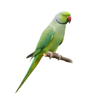 Parrot