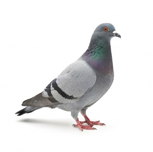 Pigeon