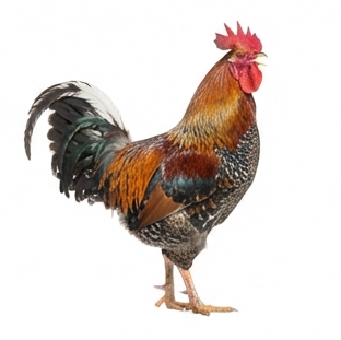 Rooster