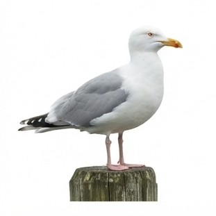 Seagull