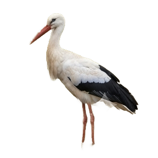 Stork