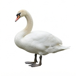 Swan