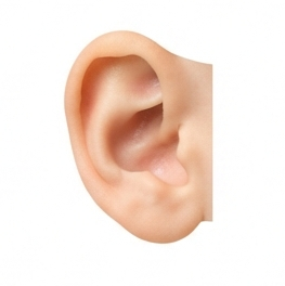 Ears