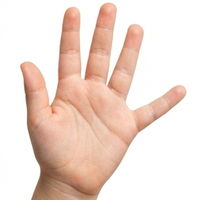 Palm