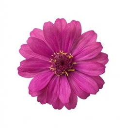 Magenta