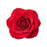 Rose Red