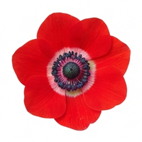 Anemone