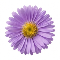 Aster