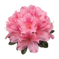 Azalea