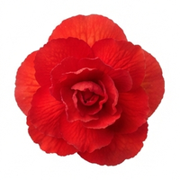 Begonia