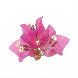 Bougainvillea