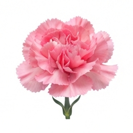 Carnation