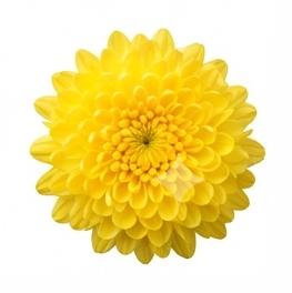 Chrysanthemum