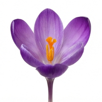 Crocus