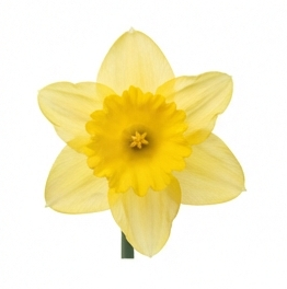 Daffodil