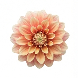 Dahlia