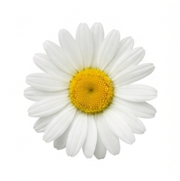 Daisy