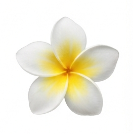 Frangipani