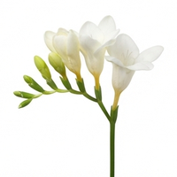 Freesia