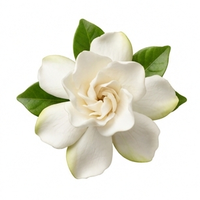 Gardenia