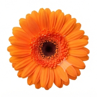Gerbera