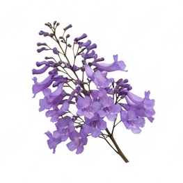 Jacaranda