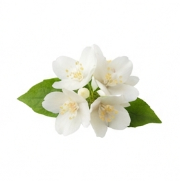 Jasmine