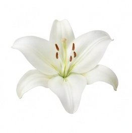 Lily
