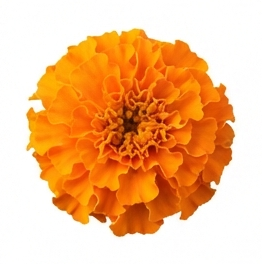 Marigold