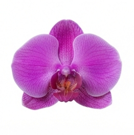 Orchid