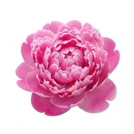 Peony