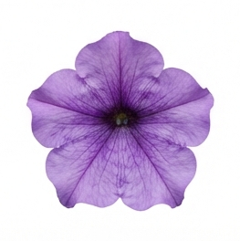 Petunia