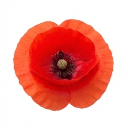 Poppy