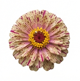 Zinnia