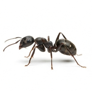 Ant