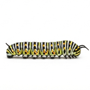 Caterpillar