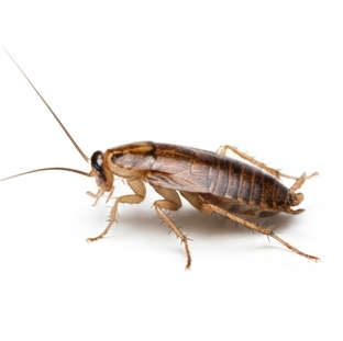 Cockroach