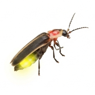 Firefly