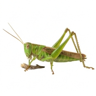 Grasshopper
