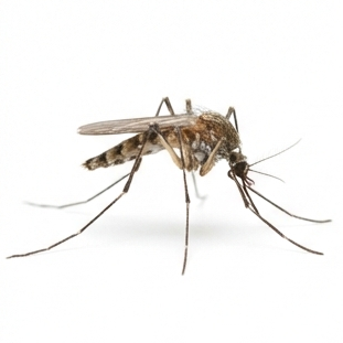 Mosquito