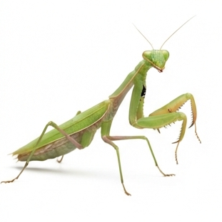 Praying Mantis