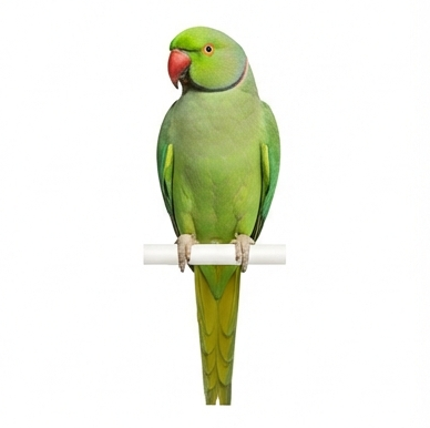 parrot