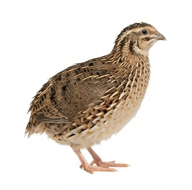 quail