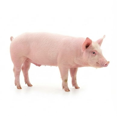 pig